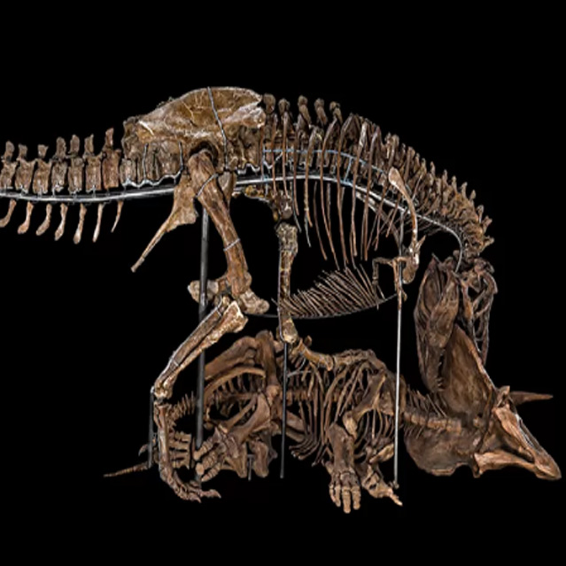 National Fossil Day