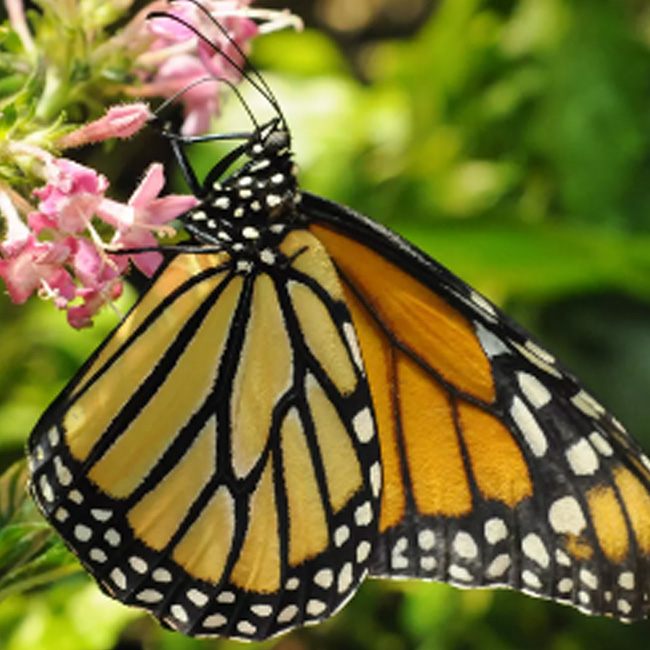 Butterfly Pavilion